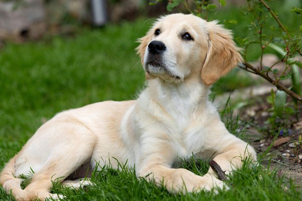 Top conseils pour une alimentation saine des oiseaux domestiques