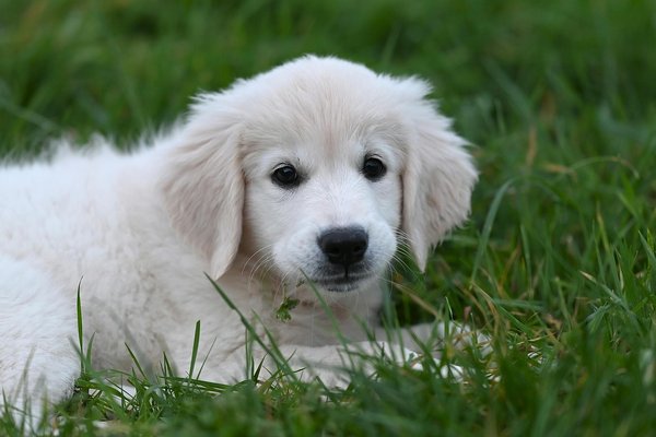 Guide complet sur le border collie : traits et soins essentiels