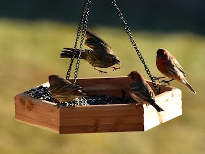 Nourritures oiseaux : guide complet pour une alimentation équilibrée