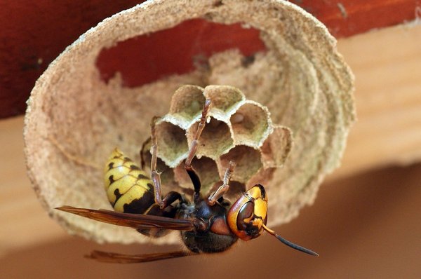 Produits icko : pièges astucieux pour lutter contre les frelons